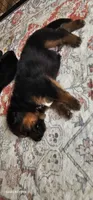 CJ, a male German Shepherd Dog for sale in Waverly, NY – 2 of 3
