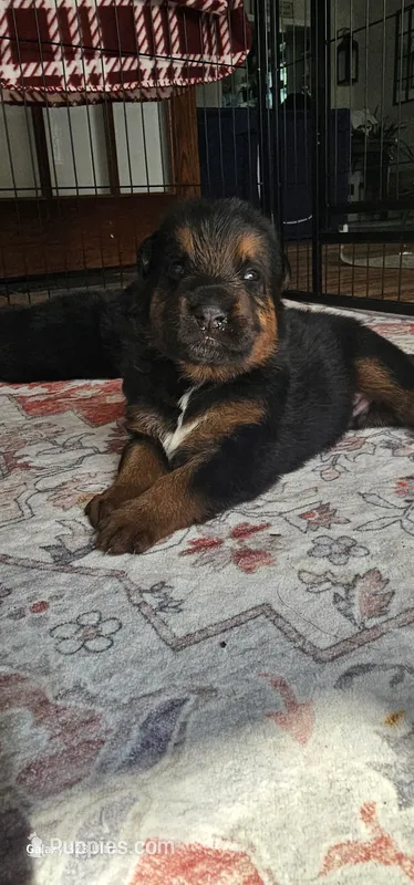 CJ – German Shepherd Dog puppy for sale in Waverly, NY
