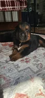CJ, a male German Shepherd Dog for sale in Waverly, NY – 1 of 3