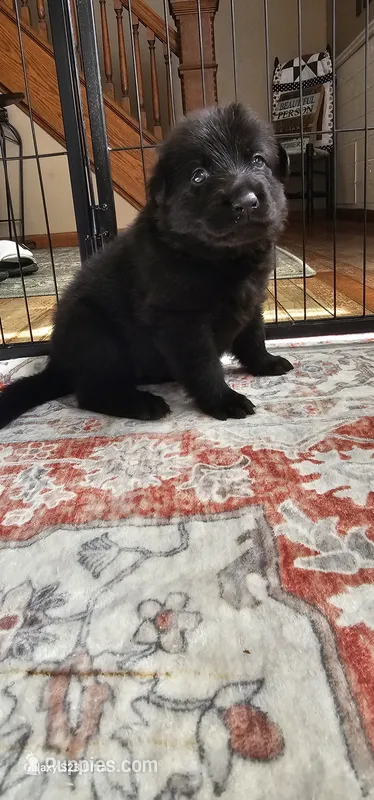 Kit – German Shepherd Dog puppy for sale in Waverly, NY