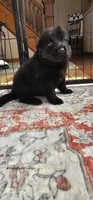 Kit, a female German Shepherd Dog for sale in Waverly, NY – 1 of 2
