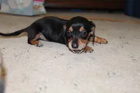 Dex, a male Miniature Dachshund for sale in Mayo, FL – 2 of 5