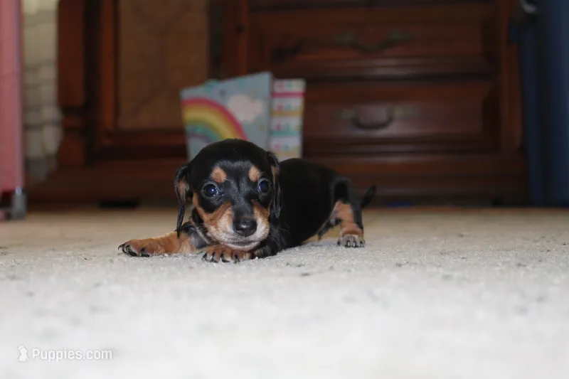 Rex – Miniature Dachshund puppy for sale in Mayo, FL