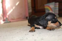Dixie, a female Miniature Dachshund for sale in Mayo, FL – 4 of 4