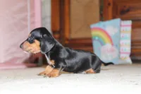Dex, a male Miniature Dachshund for sale in Mayo, FL – 4 of 5