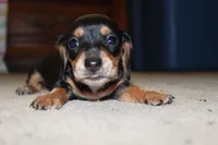 Dex, a male Miniature Dachshund for sale in Mayo, FL – 3 of 5
