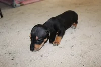 Dixie, a female Miniature Dachshund for sale in Mayo, FL – 3 of 4