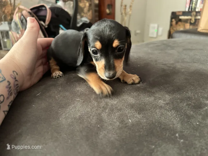 Dixie – Miniature Dachshund puppy for sale in Mayo, FL