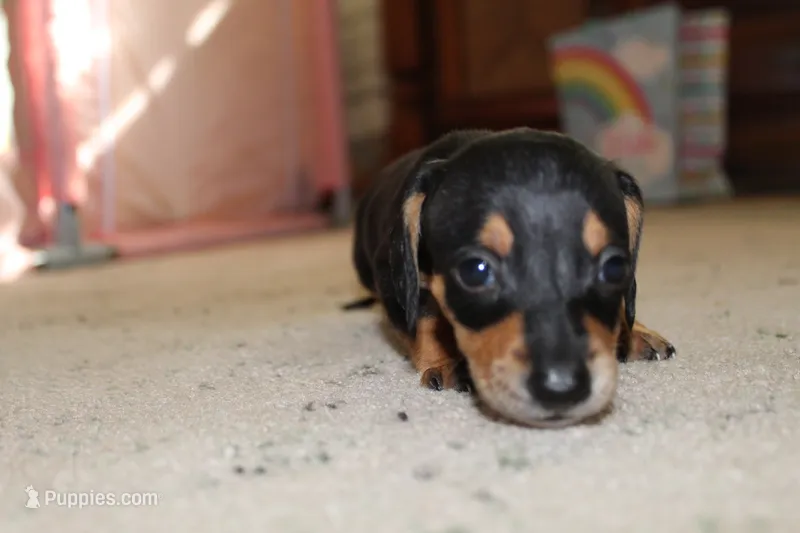 Dixie – Miniature Dachshund puppy for sale in Mayo, FL