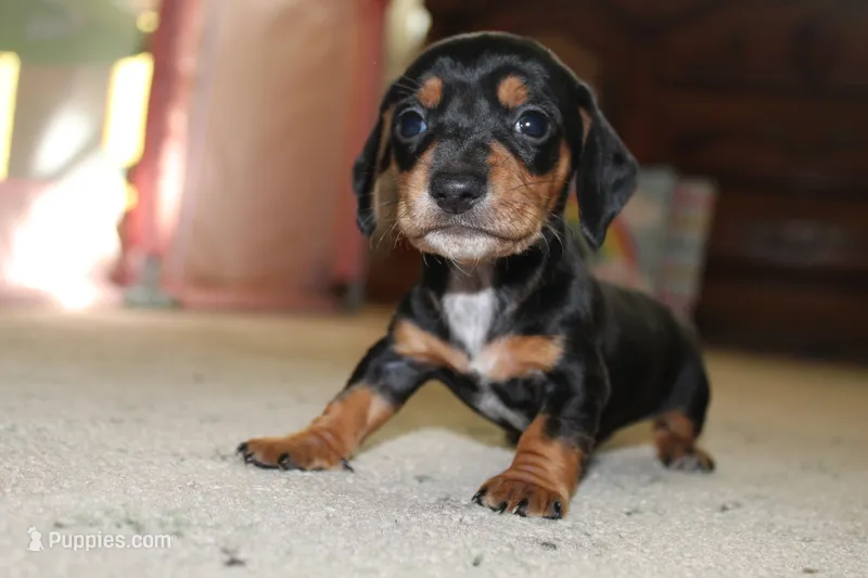 Dex – Miniature Dachshund puppy for sale in Mayo, FL