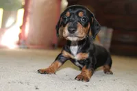 Dex, a male Miniature Dachshund for sale in Mayo, FL – 1 of 5