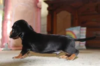 Rex, a male Miniature Dachshund for sale in Mayo, FL – 3 of 3