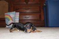 Rex, a male Miniature Dachshund for sale in Mayo, FL – 2 of 3