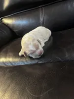 processed/ad564f44-7b78-4025-b964-62483f4670d3/listing/1aca0125-a265-424c-aa18-ce7b18533b81/2fd91457-8195-4e3d-9f33-0b7137ea8373