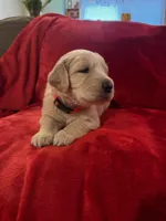 Bolt, a male Great Pyrenees and Golden Retriever for sale in Silverton, OR – Photo 3 of 5