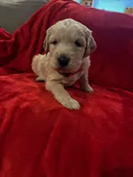 Bolt, a male Great Pyrenees and Golden Retriever for sale in Silverton, OR – Photo 2 of 5