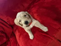 Bolt, a male Great Pyrenees and Golden Retriever for sale in Silverton, OR – Photo 4 of 5