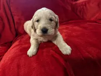 Bolt, a male Great Pyrenees and Golden Retriever for sale in Silverton, OR – Photo 5 of 5