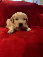 Hero, a male Golden Pyrenees for sale in Silverton, OR – Photo 4 of 4