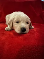 Hero, a male Golden Pyrenees for sale in Silverton, OR – Photo 3 of 4