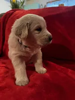 Hero, a male Golden Pyrenees for sale in Silverton, OR – Photo 2 of 4