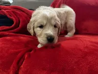 Tadashi, a female Great Pyrenees and Golden Retriever for sale in Silverton, OR – Photo 2 of 3