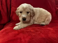 Tadashi, a female Great Pyrenees and Golden Retriever for sale in Silverton, OR – Photo 1 of 3