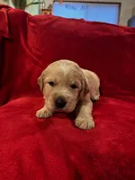 Lightning McQueen, a male Golden Pyrenees for sale in Silverton, OR – Photo 4 of 4