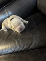 processed/ad564f44-7b78-4025-b964-62483f4670d3/listing/8473b021-4193-42f8-ae39-5e0a592bbf98/3659e451-4cb8-4c47-9d4f-1f0cc3519cac