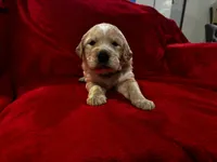 Lightning McQueen, a male Golden Pyrenees for sale in Silverton, OR – Photo 1 of 4