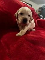 Lightning McQueen, a male Golden Pyrenees for sale in Silverton, OR – Photo 2 of 4