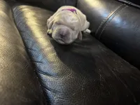 processed/ad564f44-7b78-4025-b964-62483f4670d3/listing/d2822ee6-eb8f-4272-92b2-5d17f2211f6e/6bfb552e-9c4f-4381-aa32-f0693a8441e3