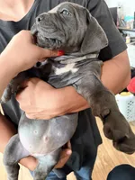 Pops , a male Cane Corso for sale in Richmond, CA – 9 of 10