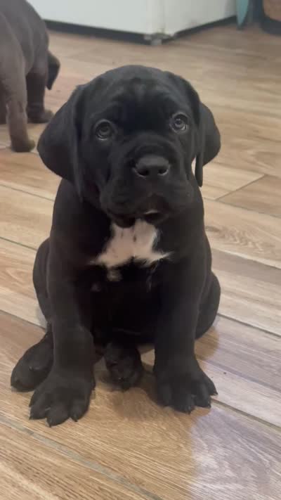 Pops , a male Cane Corso for sale in Richmond, CA – 6 of 10