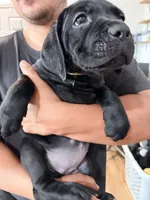 Pops , a male Cane Corso for sale in Richmond, CA – 7 of 10