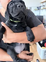 Pops , a male Cane Corso for sale in Richmond, CA – 4 of 10