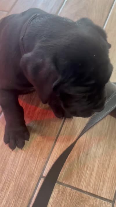 Pops , a male Cane Corso for sale in Richmond, CA – 10 of 10