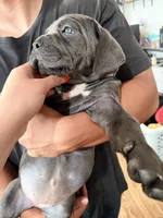 Pops , a male Cane Corso for sale in Richmond, CA – 5 of 10