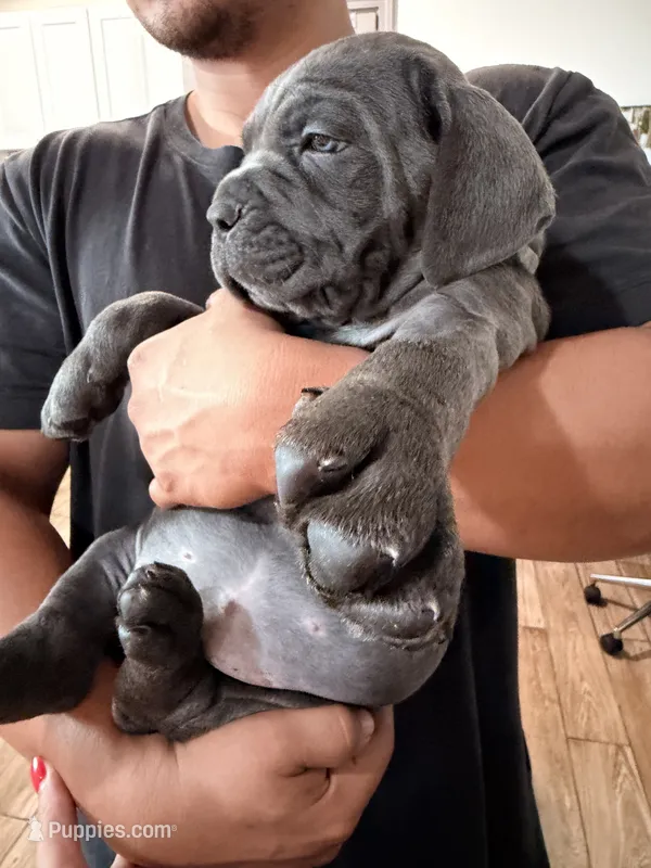 Pops  – Cane Corso puppy for sale in Richmond, CA
