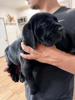 Pops , a male Cane Corso for sale in Richmond, CA – 8 of 10