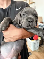 Pops , a male Cane Corso for sale in Richmond, CA – 2 of 10