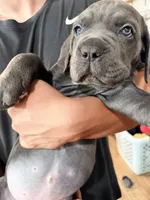 Pops , a male Cane Corso for sale in Richmond, CA – 3 of 10