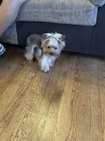 Marvin, a male Yorkshire Terrier for sale in Van Nuys, CA – Photo 3 of 3