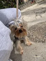 Marvin, a male Yorkshire Terrier for sale in Van Nuys, CA – Photo 2 of 3