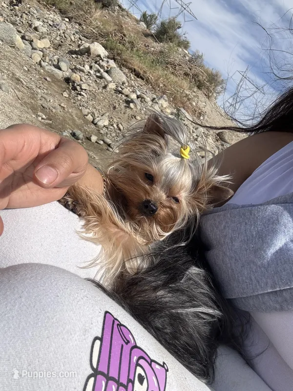 Marvin – Yorkshire Terrier puppy for sale in Van Nuys, CA