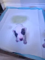 Snowball, a female American Pit Bull Terrier for sale in Los Angeles, CA – 5 of 6