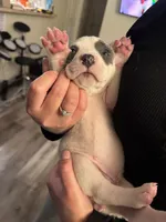 Snowball, a female American Pit Bull Terrier for sale in Los Angeles, CA – 4 of 6