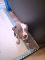 Milo, a male American Pit Bull Terrier for sale in Los Angeles, CA – 3 of 4