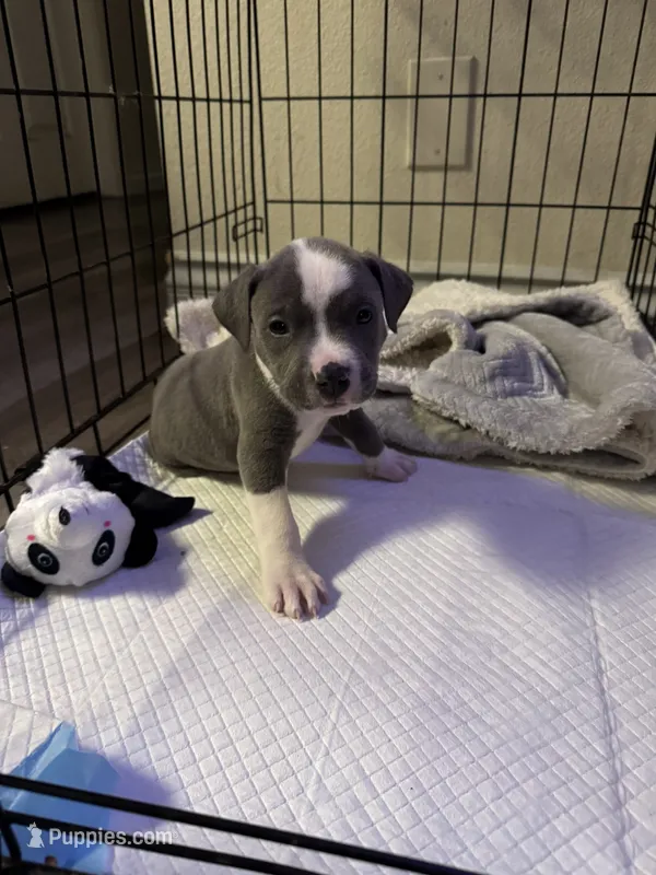 Milo – American Pit Bull Terrier puppy for sale in Los Angeles, CA