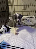 Milo, a male American Pit Bull Terrier for sale in Los Angeles, CA – 1 of 4